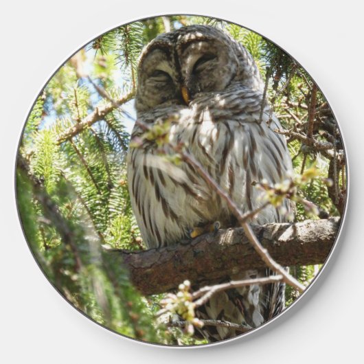Barred Owl in Evergreen Tree Wireless Charger (Front)