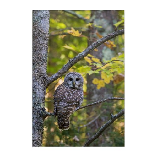 Barred Owl in Fall  Alger County MI Acrylic Print