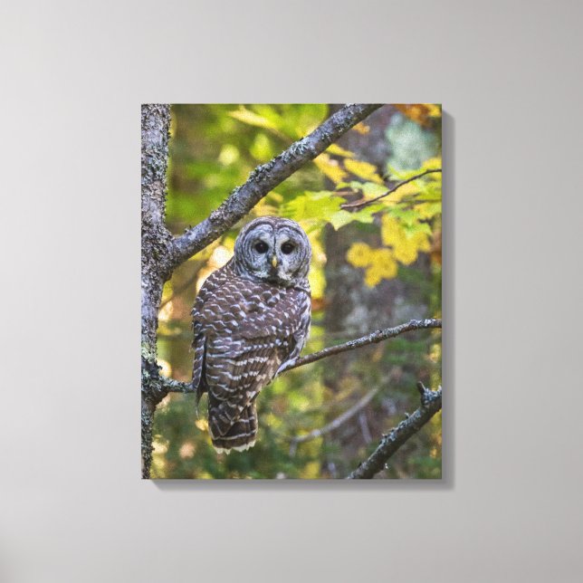 Barred Owl in Fall | Alger County, MI Canvas Print (Front)