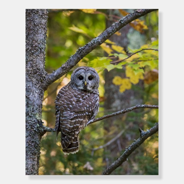 Barred Owl in Fall | Alger County, MI Foam Board (Front)
