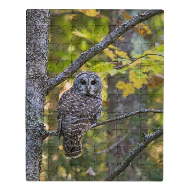 Barred Owl in Fall | Alger County, MI Jigsaw Puzzle (Puzzle Vertical)