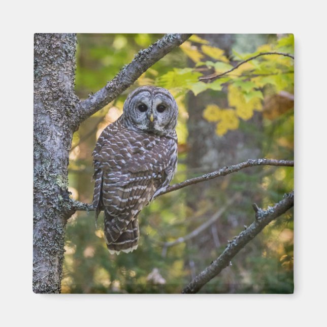 Barred Owl in Fall | Alger County, MI Magnet (Front)