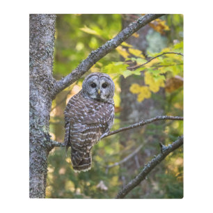 Barred Owl in Fall Alger County, MI Metal Print