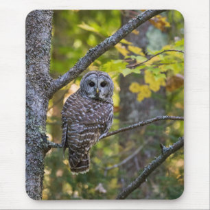 Barred Owl in Fall Alger County, MI Mouse Pad