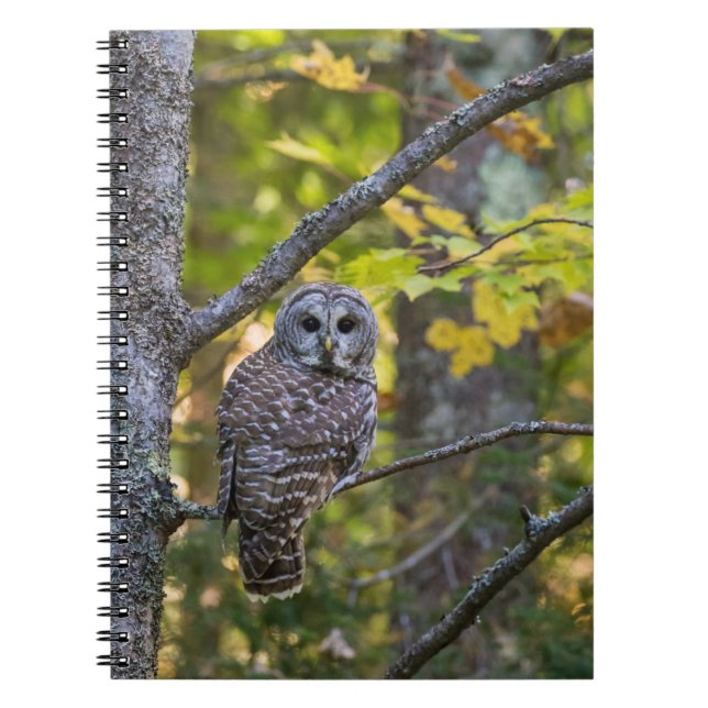 Barred Owl in Fall | Alger County, MI Notebook (Front)