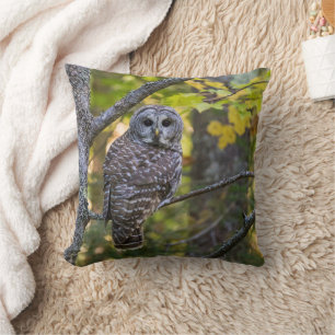 Barred Owl in Fall   Alger County, MI Throw Pillow