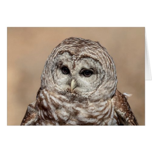 Barred Owl in flight