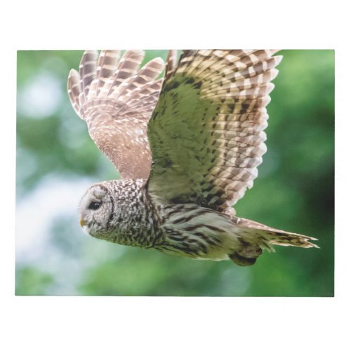 Barred Owl in flight Notepad