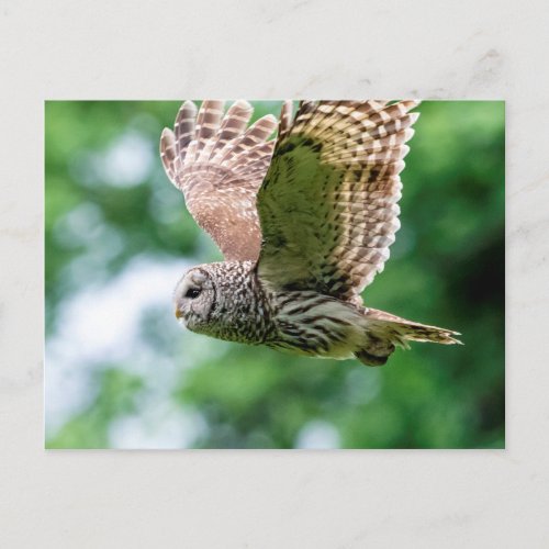 Barred Owl in flight Postcard