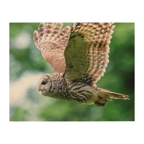 Barred Owl in flight Wood Wall Decor