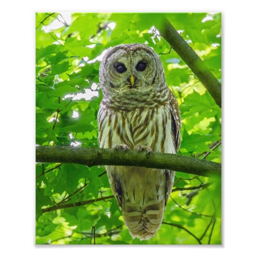 Barred Owl in Leafy Canopy Photo Print