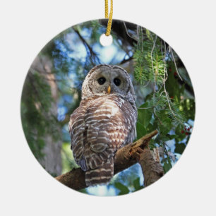Barred Owl in the Forest Ceramic Ornament