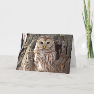 Barred Owl in Tree Nest Card
