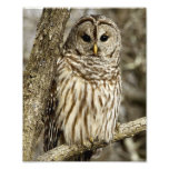 Barred Owl In Tree Photo Print at Zazzle