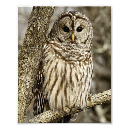 Barred Owl In Tree Photo Print
