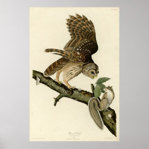 Barred Owl, John James Audubon's Birds of America Poster