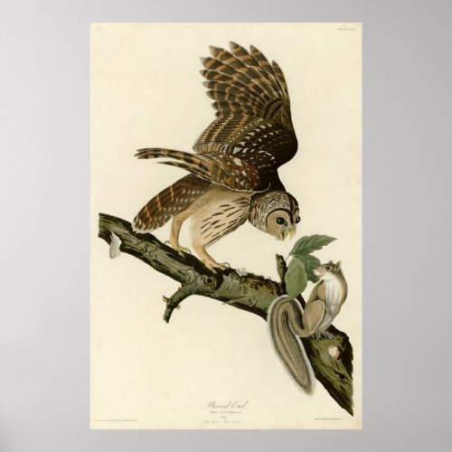 Barred Owl John James Audubons Birds of America Poster