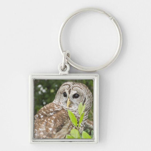 Barred Owl Keychain (Front)