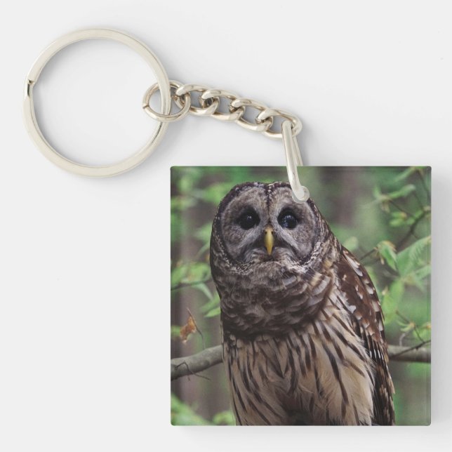 Barred Owl Keychain (Front)