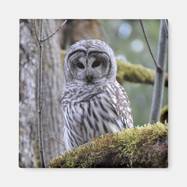 Barred Owl Lovers Magnet (Front)