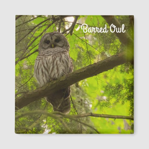 Barred Owl Magnet