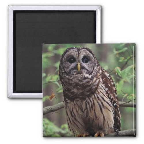 Barred Owl Magnet