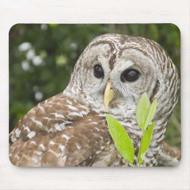 Barred Owl Mouse Pad (Front)