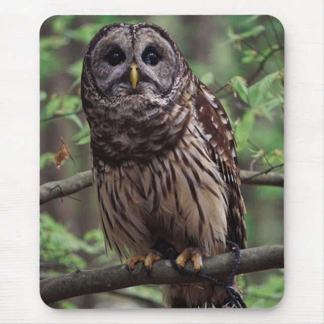 Barred Owl Mouse Pad (Front)