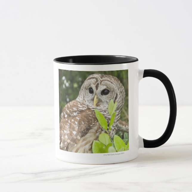 Barred Owl Mug (Right)