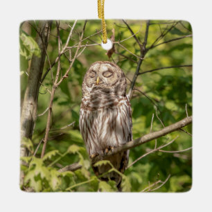 Barred Owl of the Hudson Valley Ceramic Ornament