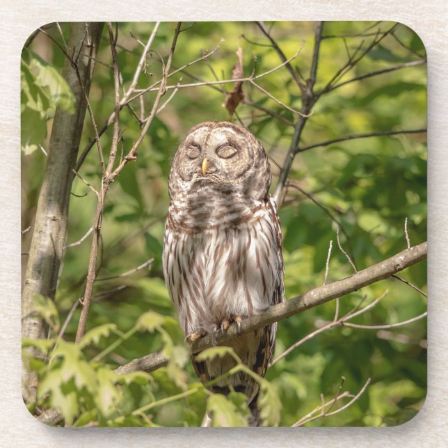 Barred Owl of the Hudson Valley Coaster (Front)