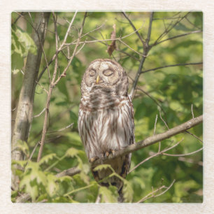 Barred Owl of the Hudson Valley Glass Coaster