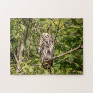 Barred Owl of the Hudson Valley Jigsaw Puzzle