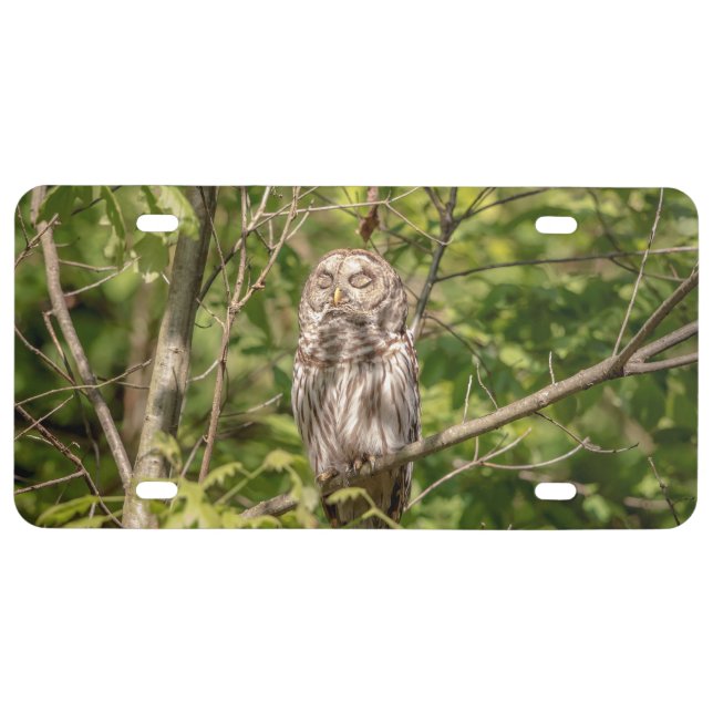 Barred Owl of the Hudson Valley License Plate (Front)