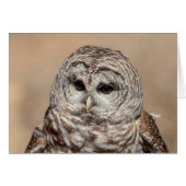 Barred Owl of the Hudson Valley – Nature & Wildlif (Front Horizontal)
