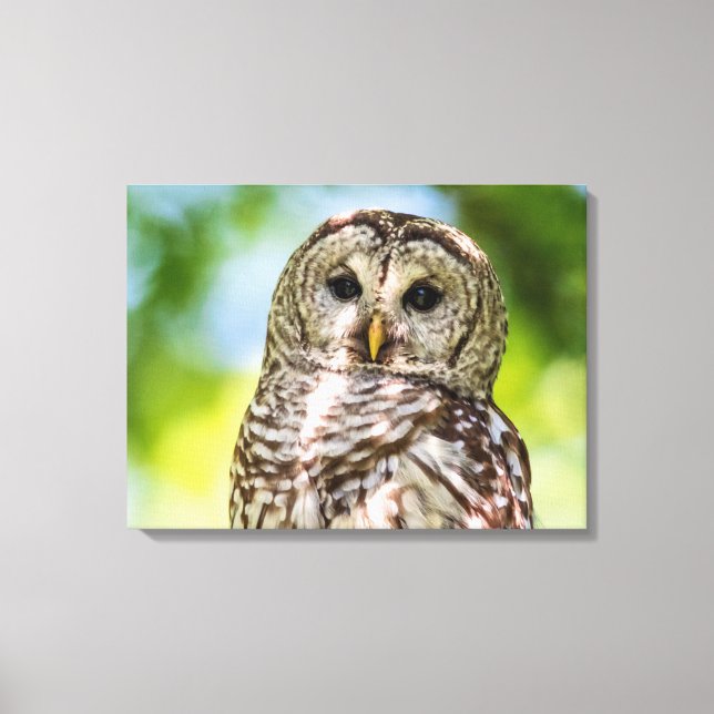 Barred Owl of the Hudson Valley – Nature & Wildlif Canvas Print (Front)