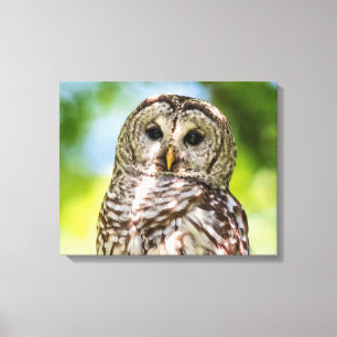 Barred Owl of the Hudson Valley – Nature & Wildlif Canvas Print