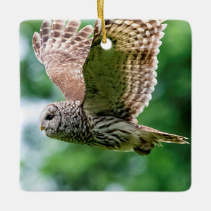 Barred Owl of the Hudson Valley – Nature & Wildlif Ceramic Ornament
