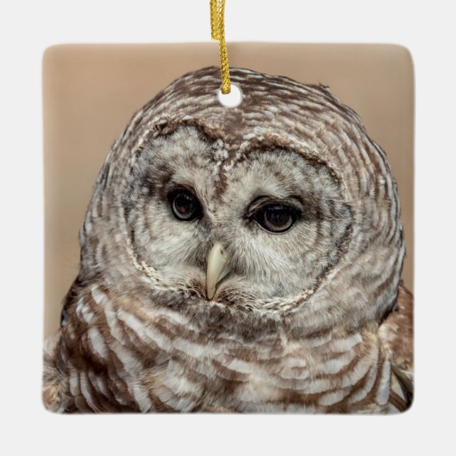 Barred Owl of the Hudson Valley – Nature & Wildlif Ceramic Ornament (Front)