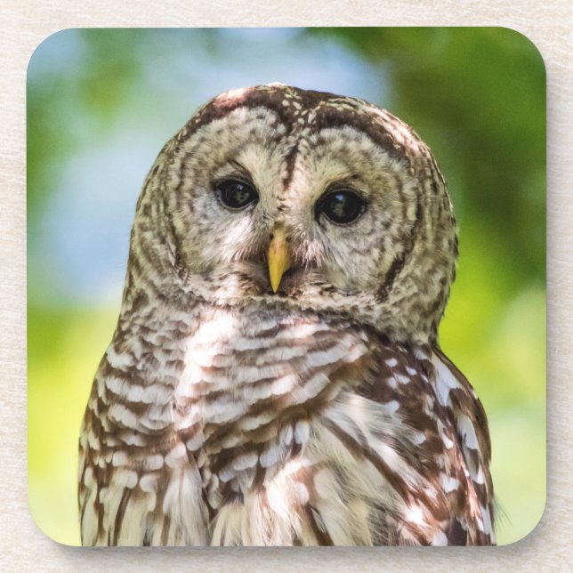 Barred Owl of the Hudson Valley – Nature & Wildlif Drink Coaster (Front)