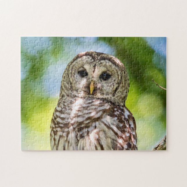 Barred Owl of the Hudson Valley – Nature & Wildlif Jigsaw Puzzle (Horizontal)