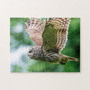 Barred Owl of the Hudson Valley – Nature & Wildlif Jigsaw Puzzle