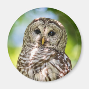 Barred Owl of the Hudson Valley – Nature & Wildlif Magnet