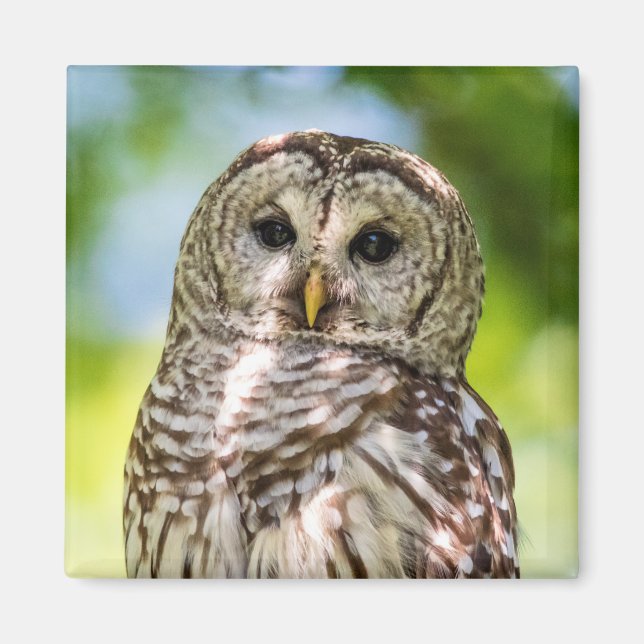 Barred Owl of the Hudson Valley – Nature & Wildlif Magnet (Front)