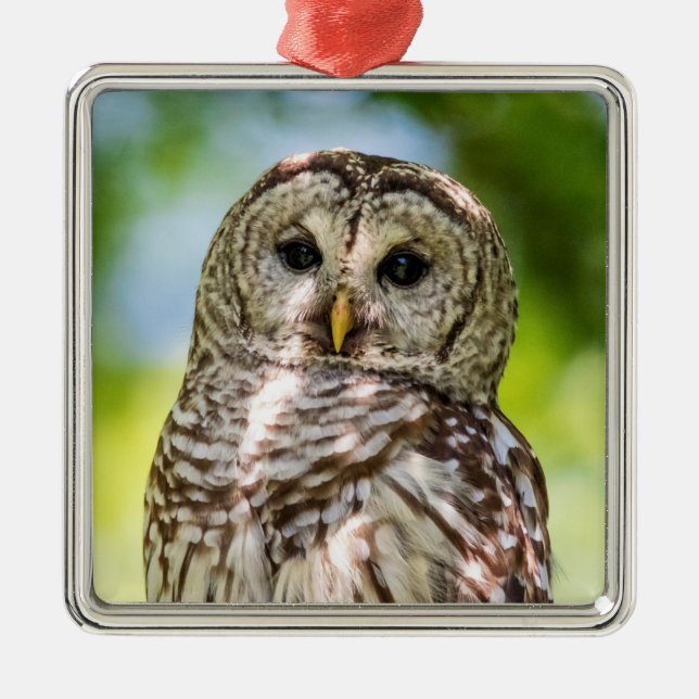 Barred Owl of the Hudson Valley – Nature & Wildlif Metal Ornament (Front)