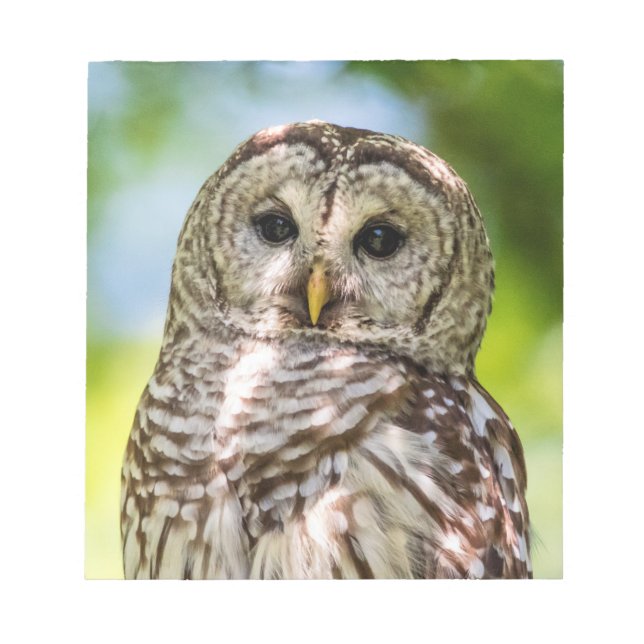Barred Owl of the Hudson Valley – Nature & Wildlif Notepad (Front)