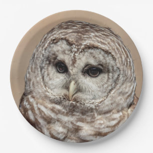 Barred Owl of the Hudson Valley – Nature & Wildlif Paper Plates