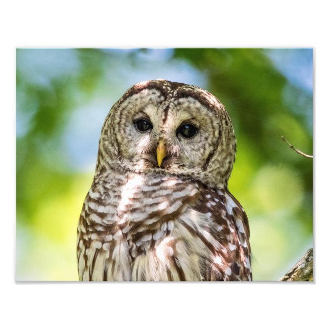 Barred Owl of the Hudson Valley – Nature & Wildlif Photo Print (Front)