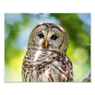 Barred Owl of the Hudson Valley – Nature & Wildlif Photo Print