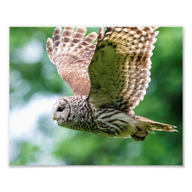 Barred Owl of the Hudson Valley – Nature & Wildlif Photo Print (Front)